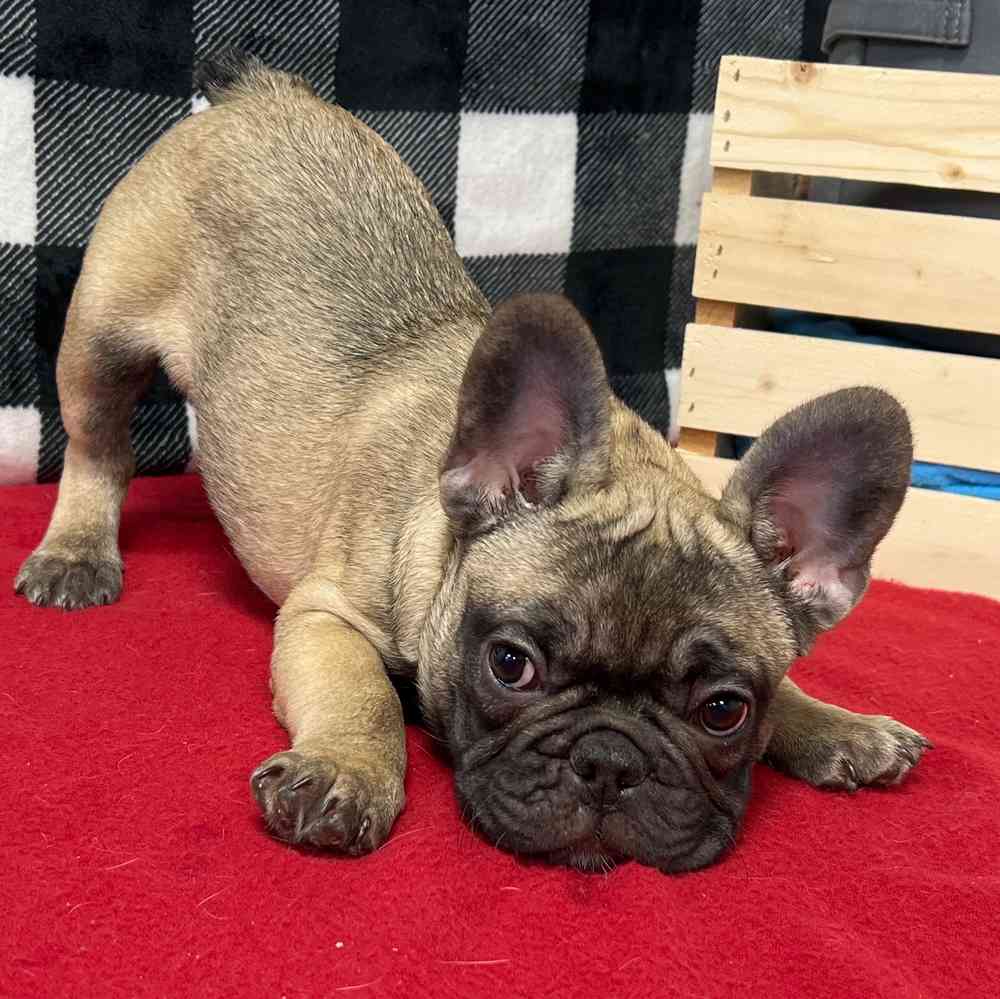 Male French Bulldog puppy named Drew for sale at Puppy Dreams - Junction City.