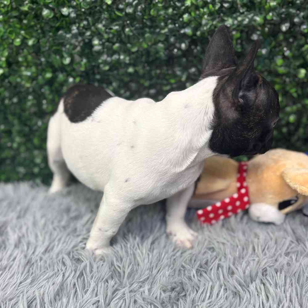 Male French Bulldog puppy named Elvis for sale at Puppy Dreams - Junction City.