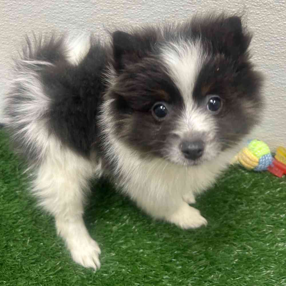 Male Pomeranian puppy named John for sale at Puppy Dreams - Wichita West.