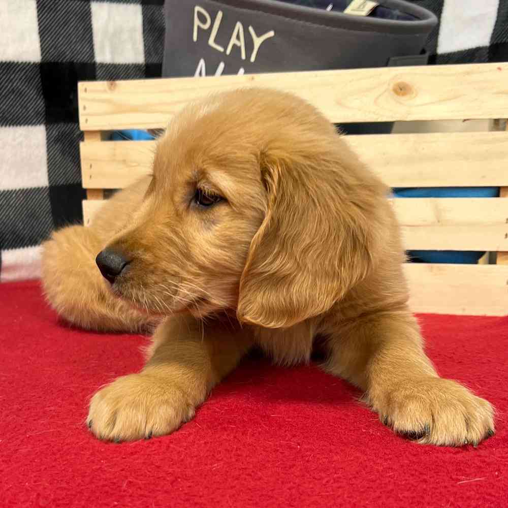 Male Golden Retriever puppy named Rusty for sale at Puppy Dreams - Junction City.
