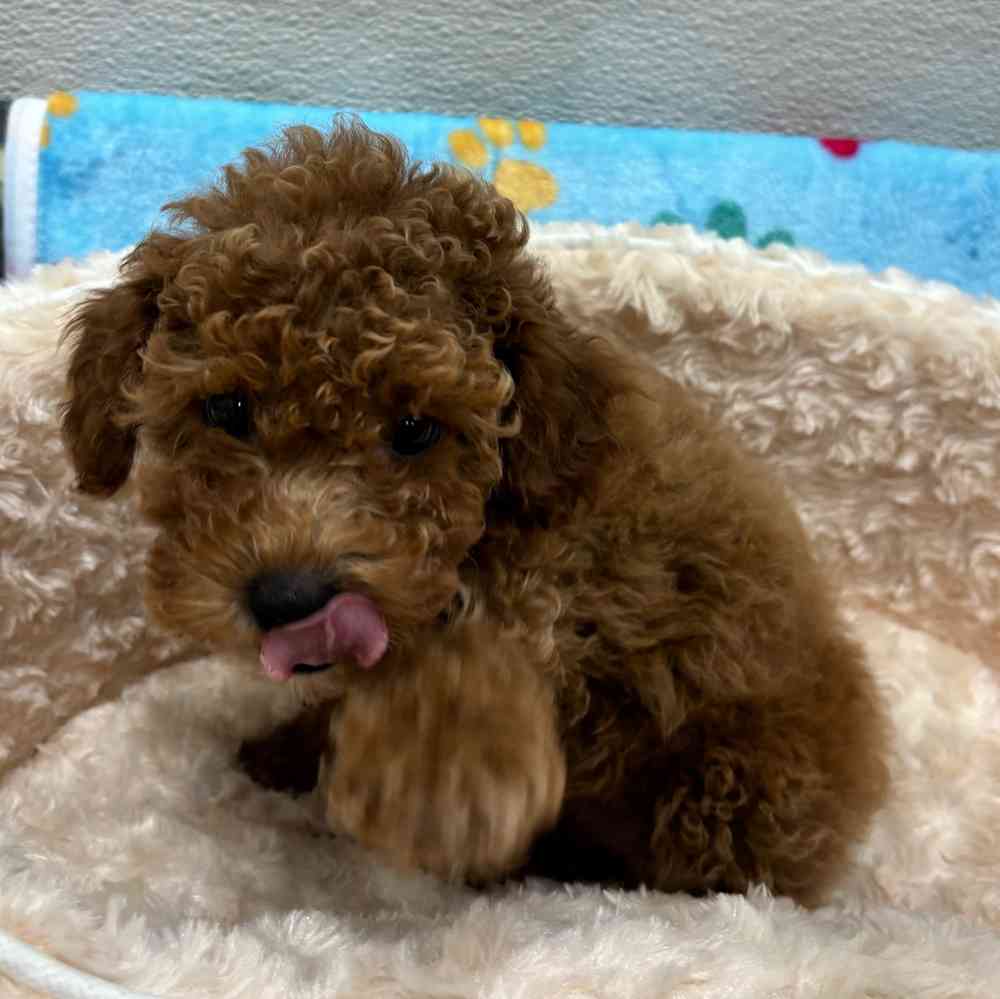 Female Bichon-Poodle puppy named Bette for sale at Puppy Dreams - Wichita West.