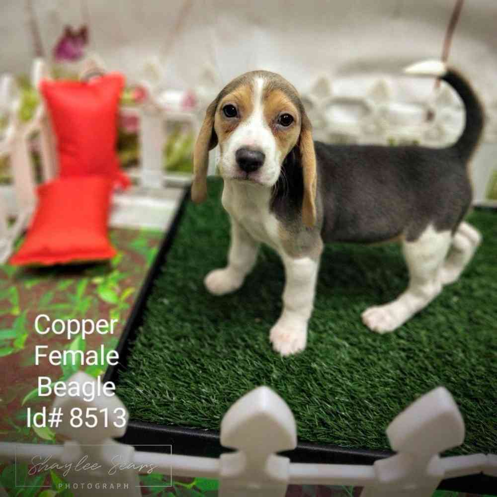 Female Beagle puppy named Copper for sale at Puppy Dreams - Junction City.