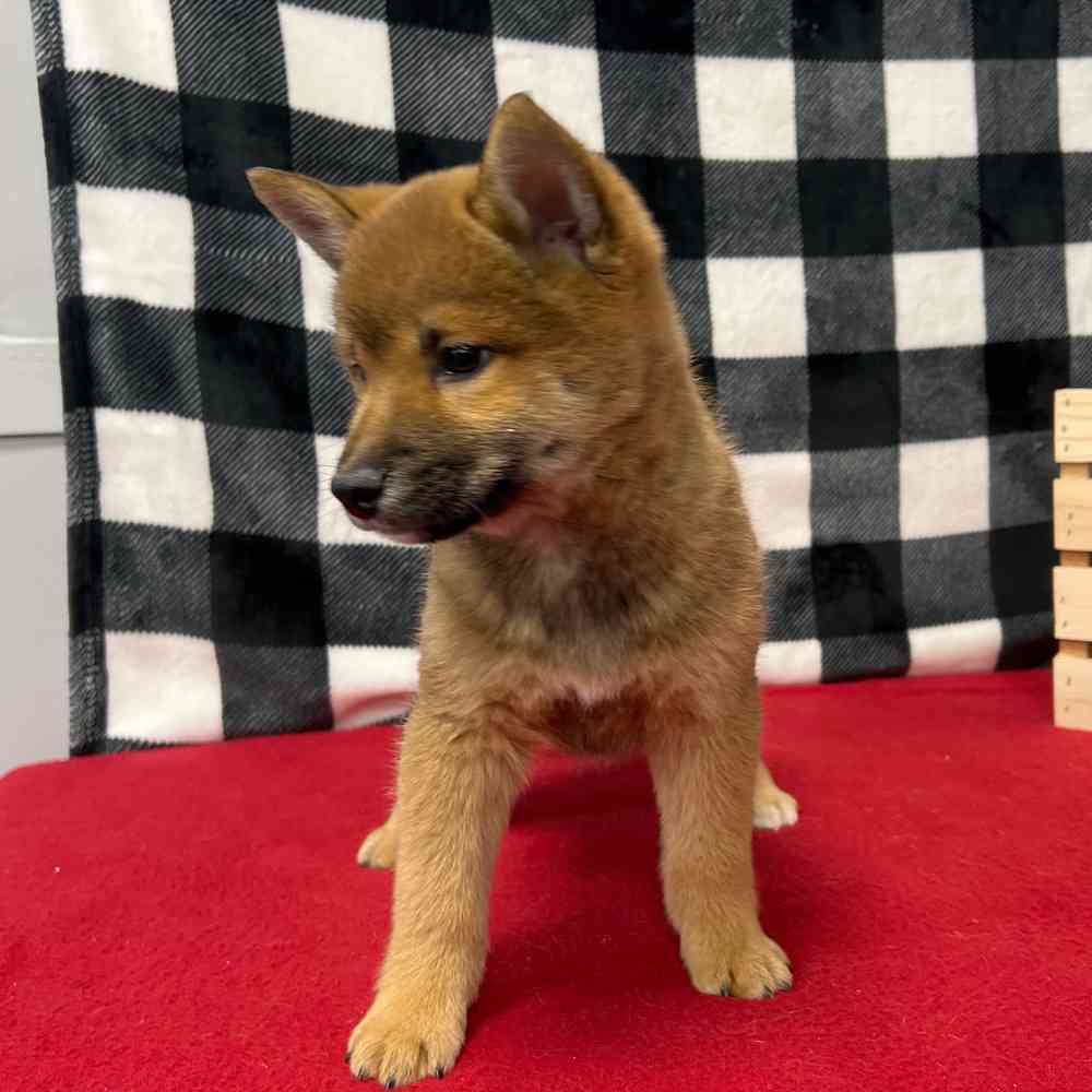 Male Shiba Inu puppy named Kenji for sale at Puppy Dreams - Junction City.