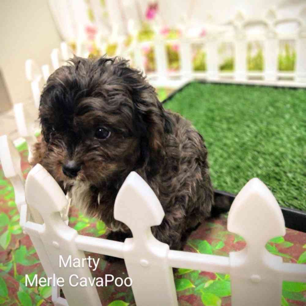 Male Cavapoo puppy named Marty for sale at Puppy Dreams - Wichita West.