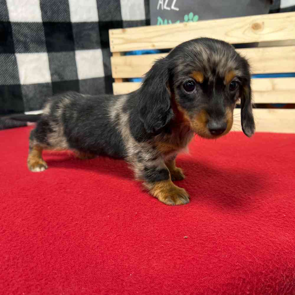 Female Dachshund puppy named Mabel for sale at Puppy Dreams - Junction City.
