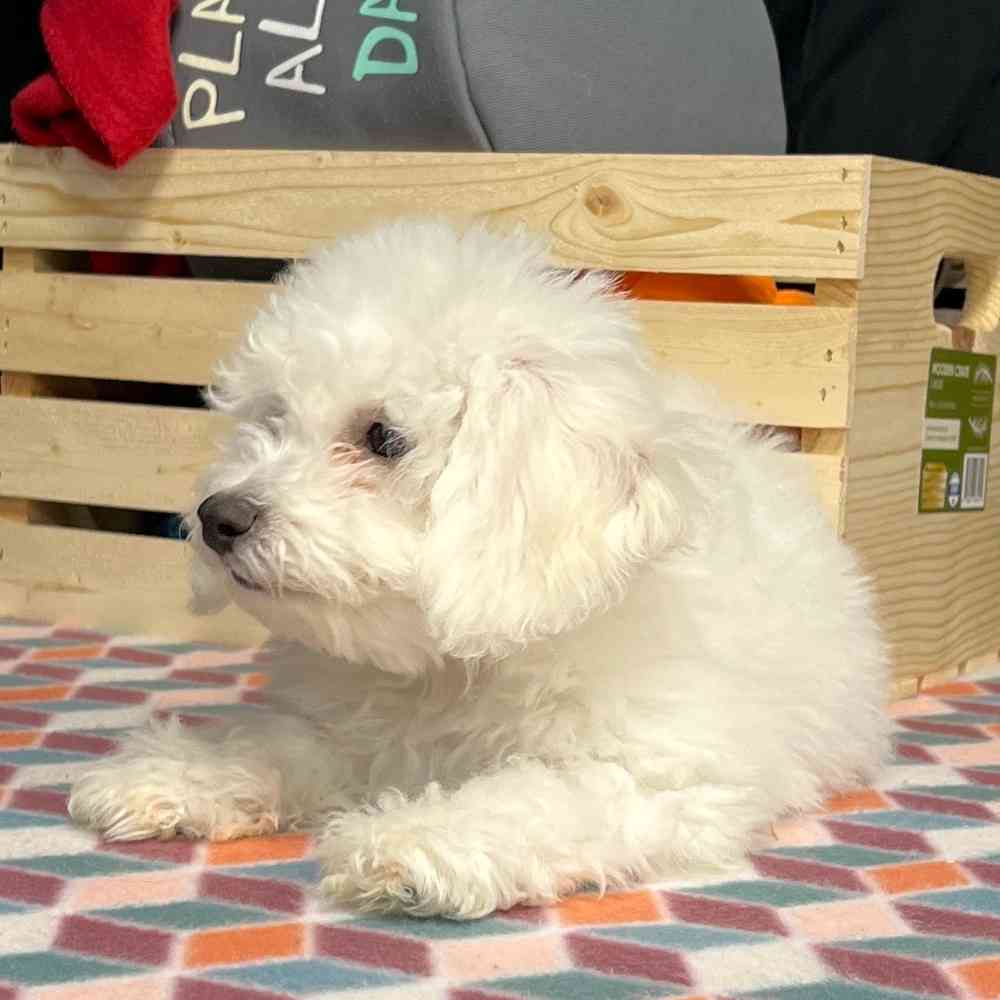 Male Bichon puppy named Benji for sale at Puppy Dreams - Junction City.