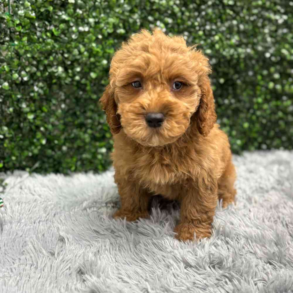 Male Mini Goldendoodle puppy named Gus for sale at Puppy Dreams - Wichita West.