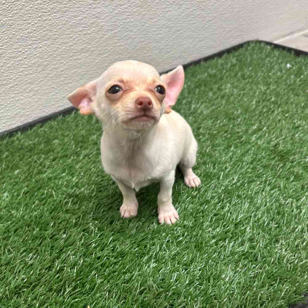 Male Chihuahua puppy named Rocky for sale at Puppy Dreams - Wichita West.