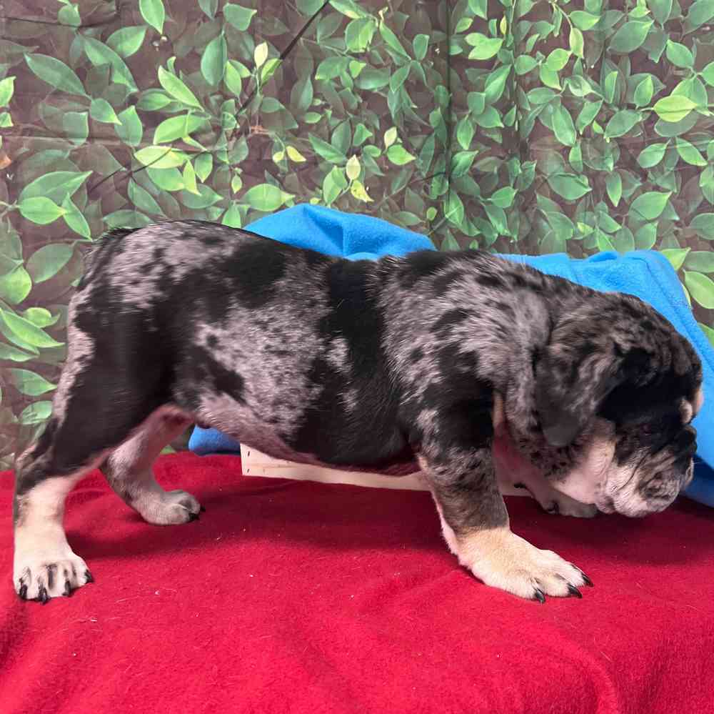 Male English Bulldog puppy named Waffles for sale at Puppy Dreams - Junction City.