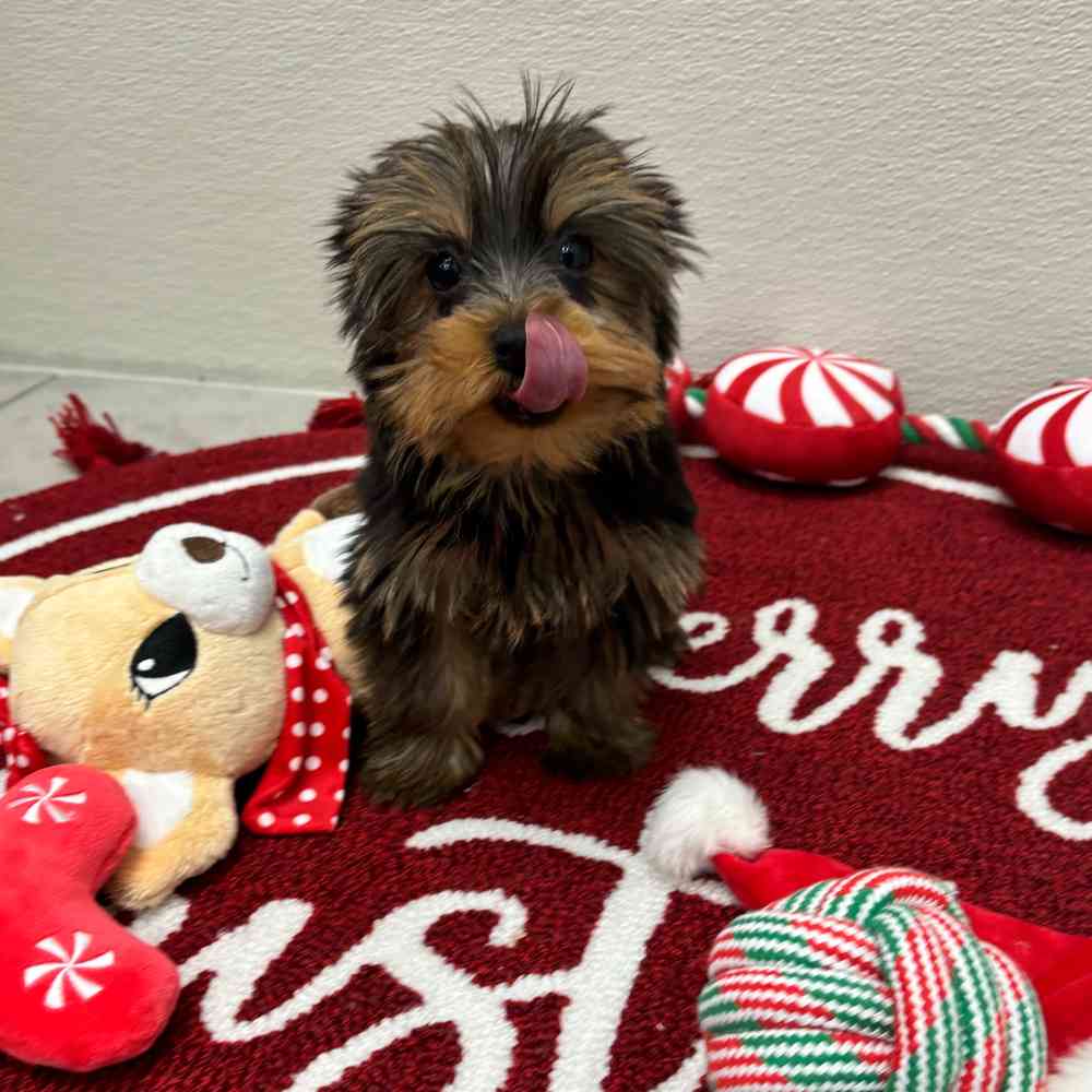 Female Yorkie puppy named Zara for sale at Puppy Dreams - Wichita West.