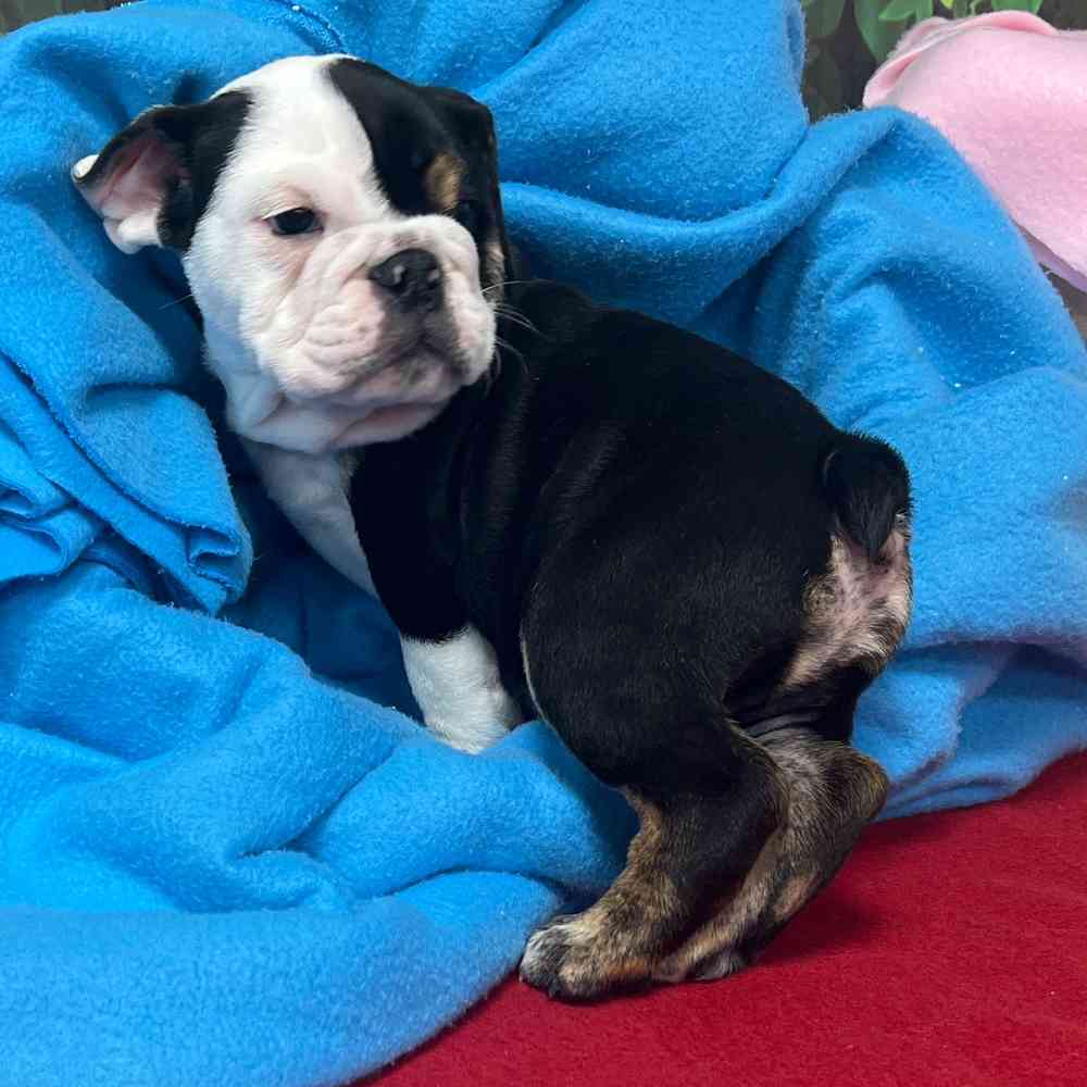 Male English Bulldog puppy named Archie for sale at Puppy Dreams - Junction City.