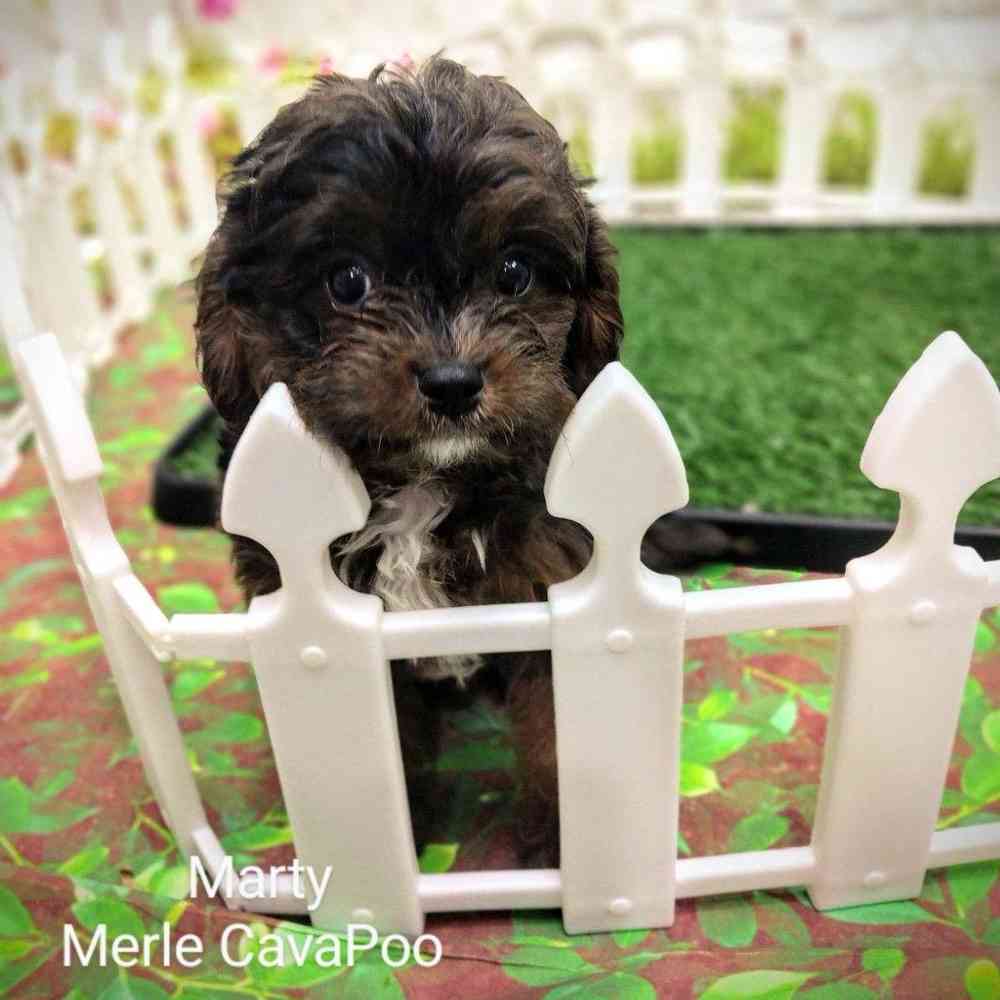 Male Cavapoo puppy named Marty for sale at Puppy Dreams - Wichita West.