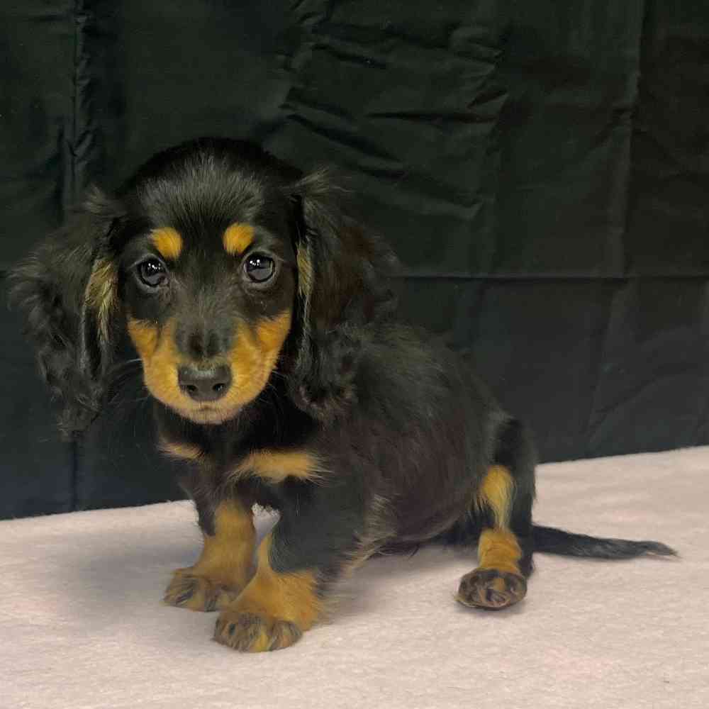 Female Dachshund puppy named Artemis for sale at Puppy Dreams - Junction City.
