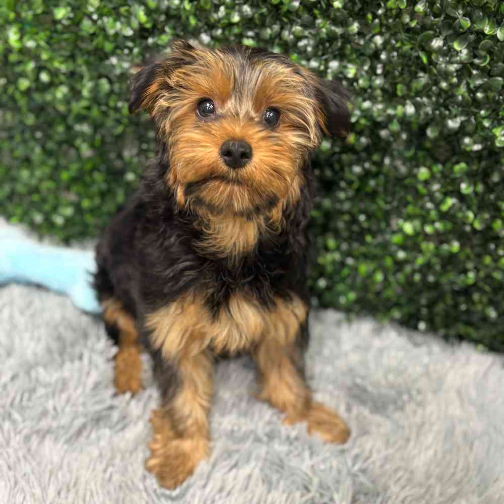 Male Yorkie puppy named Robin for sale at Puppy Dreams - Wichita West.