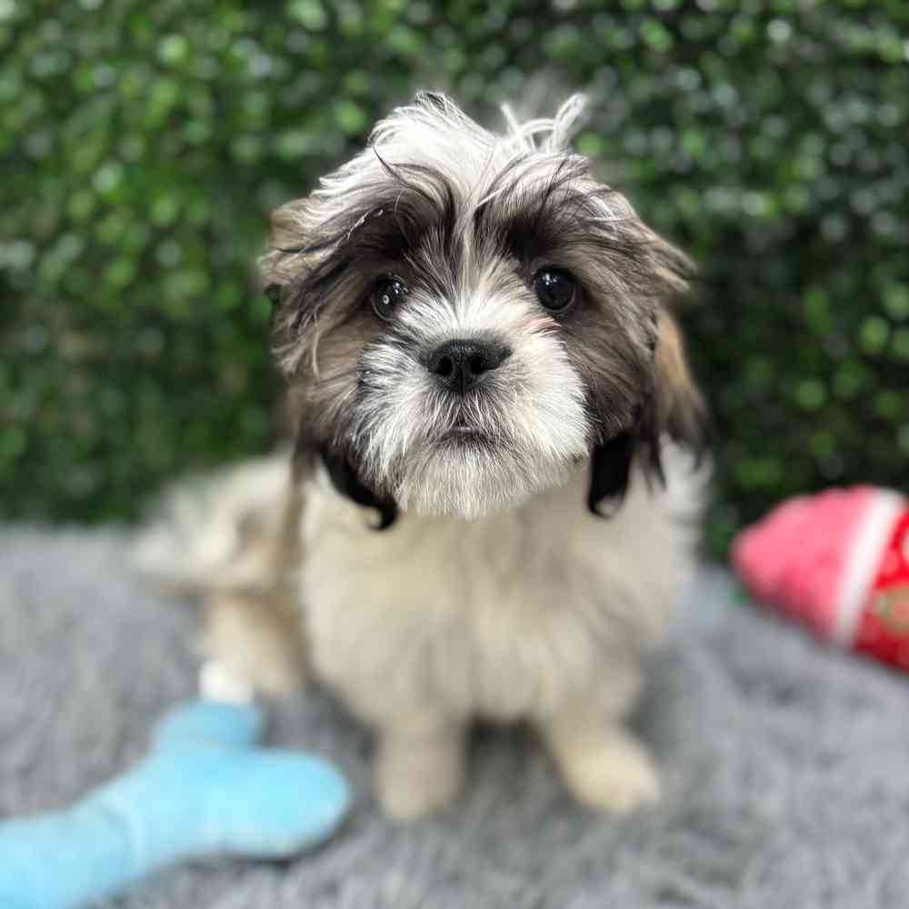 Female Shih Tzu puppy named Mamie for sale at Puppy Dreams - Wichita West.