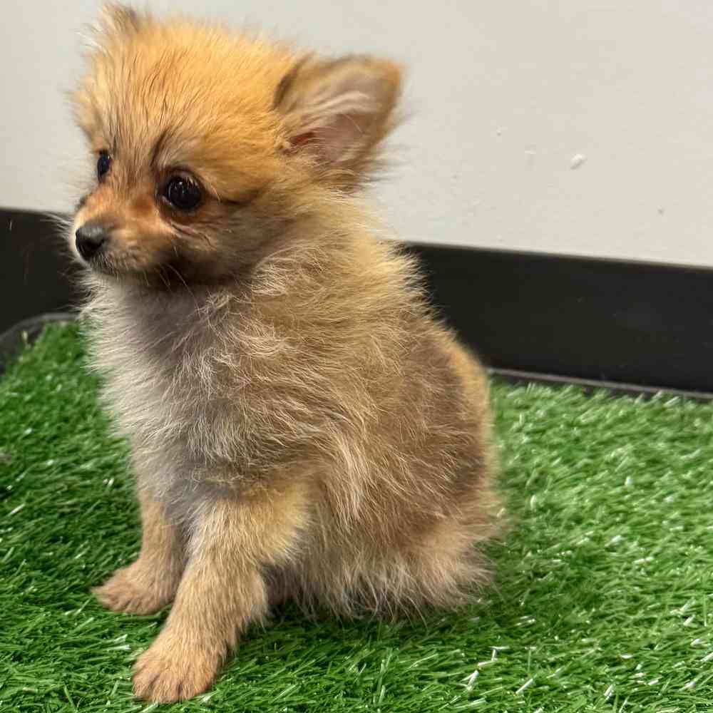 Female Pomeranian puppy named Pixie for sale at Puppy Dreams - Junction City.