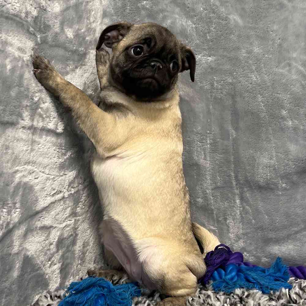 Female Pug puppy named Candy for sale at Puppy Dreams - Junction City.