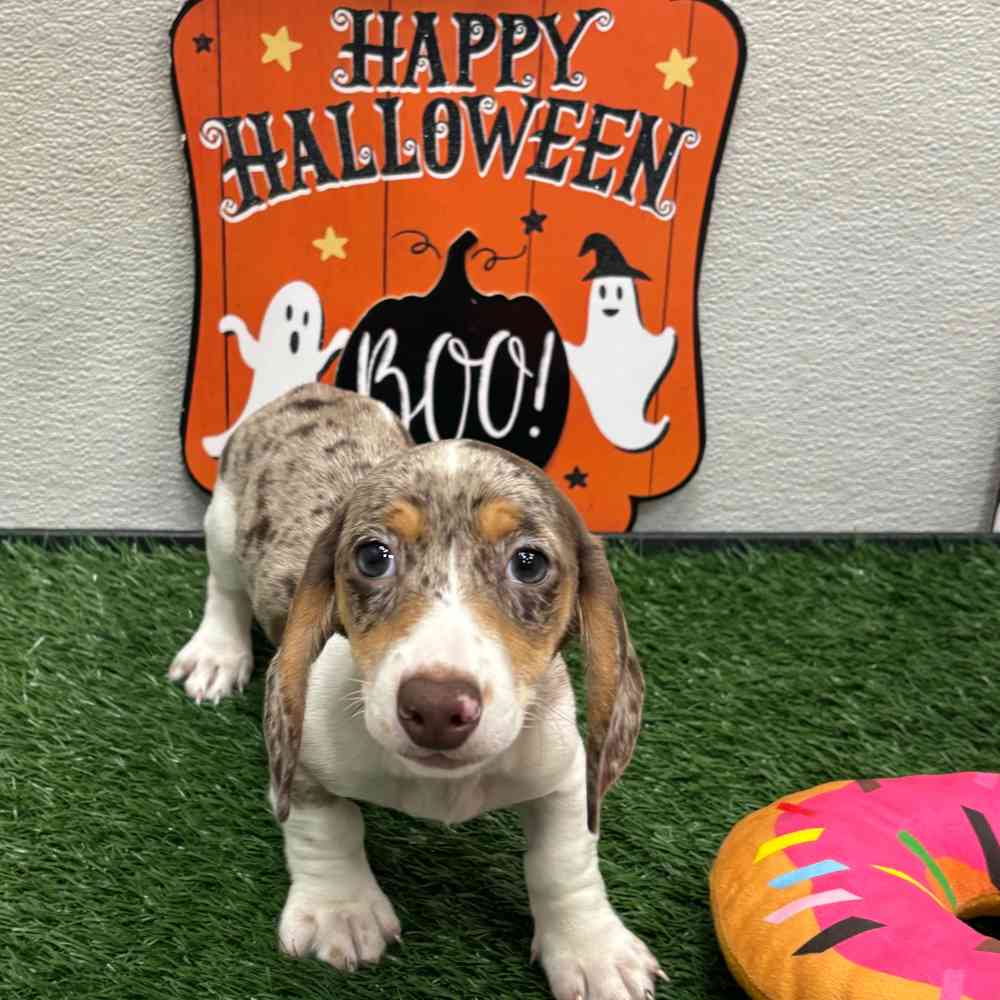 Male Dachshund puppy named Bones for sale at Puppy Dreams - Junction City.