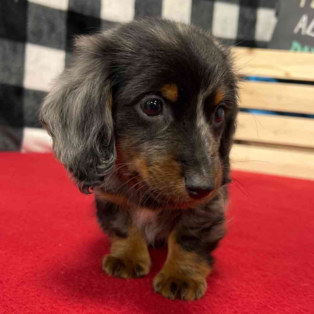 Male Dachshund puppy named Alistar for sale at Puppy Dreams - Junction City.
