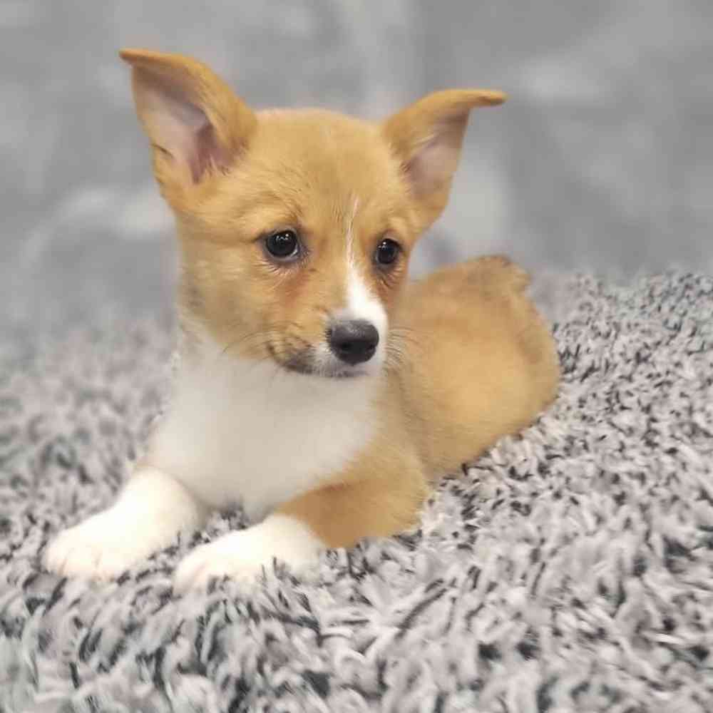 Female Pembroke Welsh Corgi puppy named Rosemary for sale at Puppy Dreams - Junction City.
