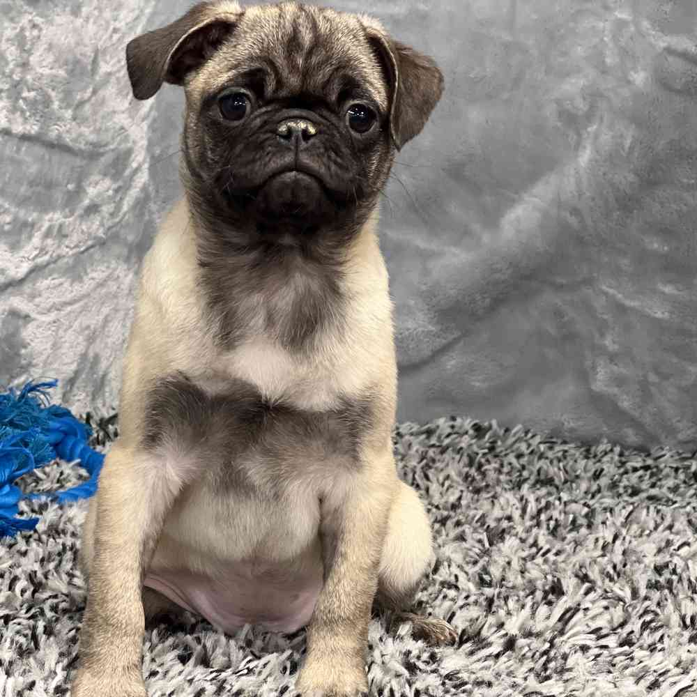Female Pug puppy named Candy for sale at Puppy Dreams - Junction City.