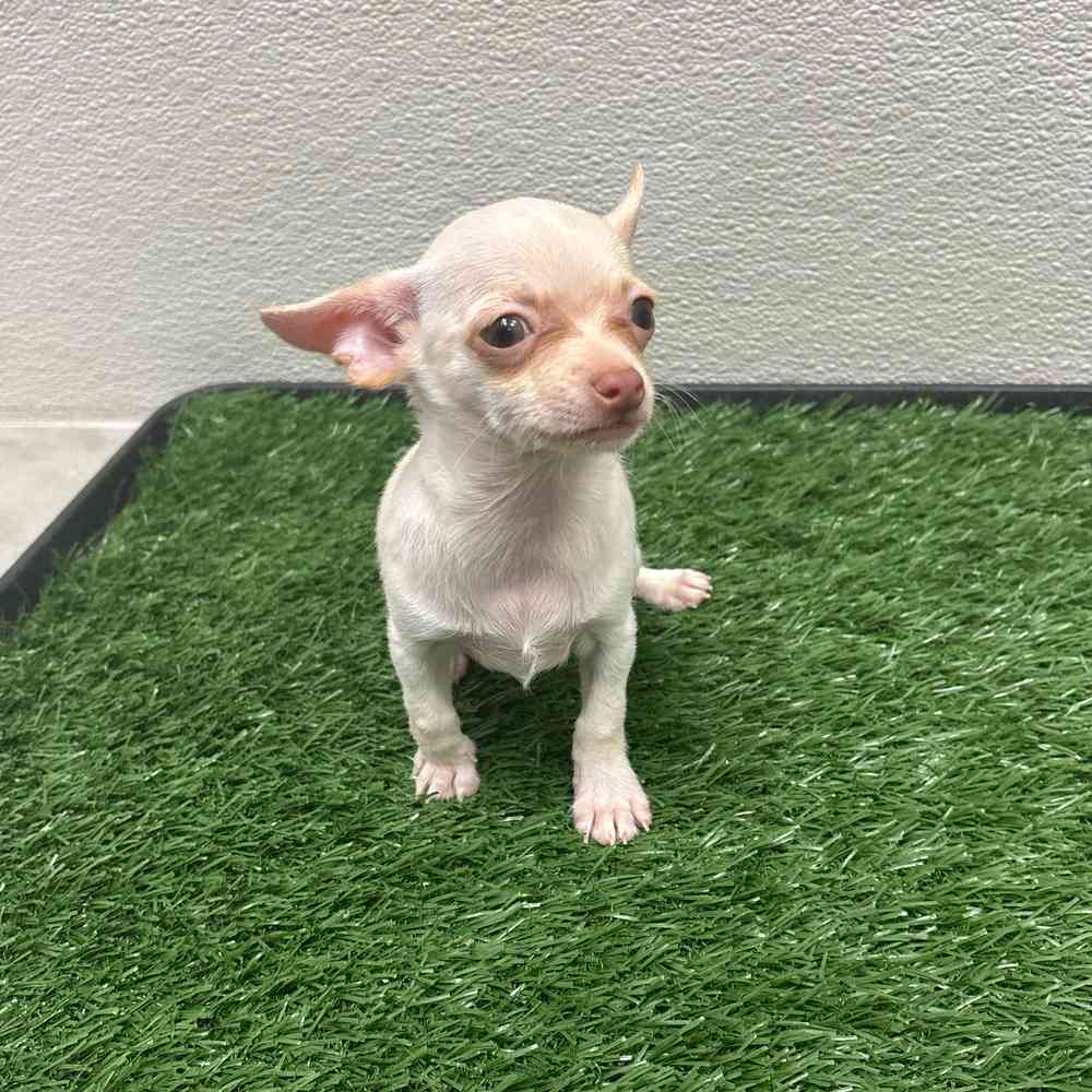 Male Chihuahua puppy named Rocky for sale at Puppy Dreams - Wichita West.