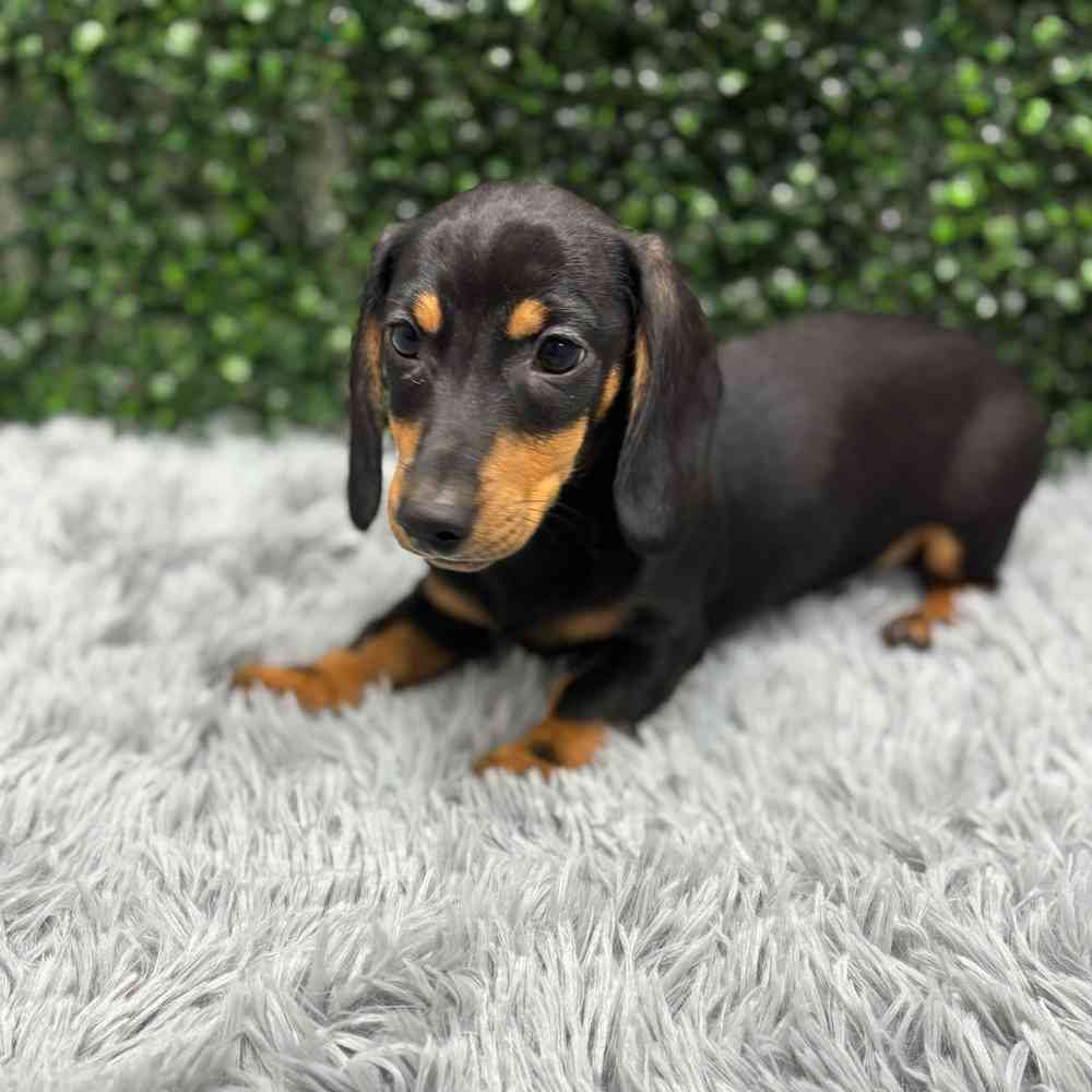 Male Dachshund puppy named Josh for sale at Puppy Dreams - Wichita West.