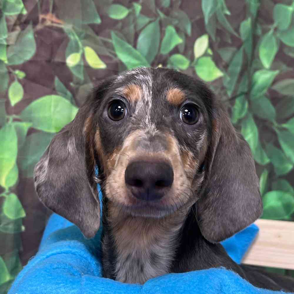 Male Dachshund puppy named Chief for sale at Puppy Dreams - Junction City.