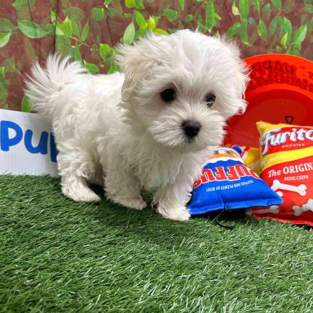 Male Maltese puppy named Poppy for sale at Puppy Dreams - Wichita West.
