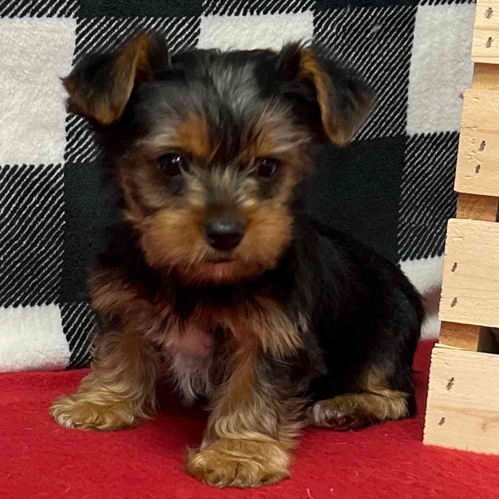 Female Yorkie puppy named Ivory for sale at Puppy Dreams - Junction City.