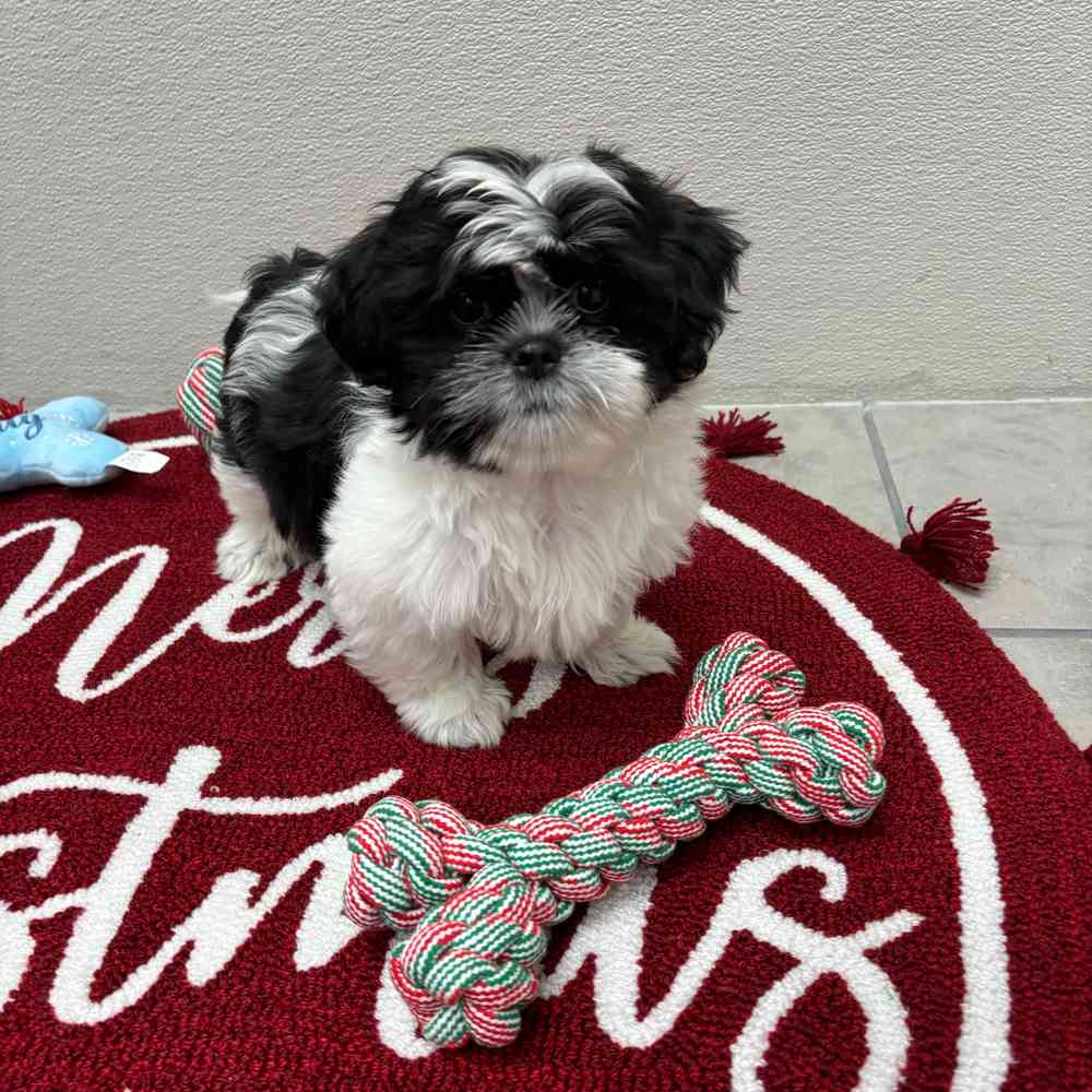 Female Shih Tzu puppy named Annie for sale at Puppy Dreams - Wichita West.