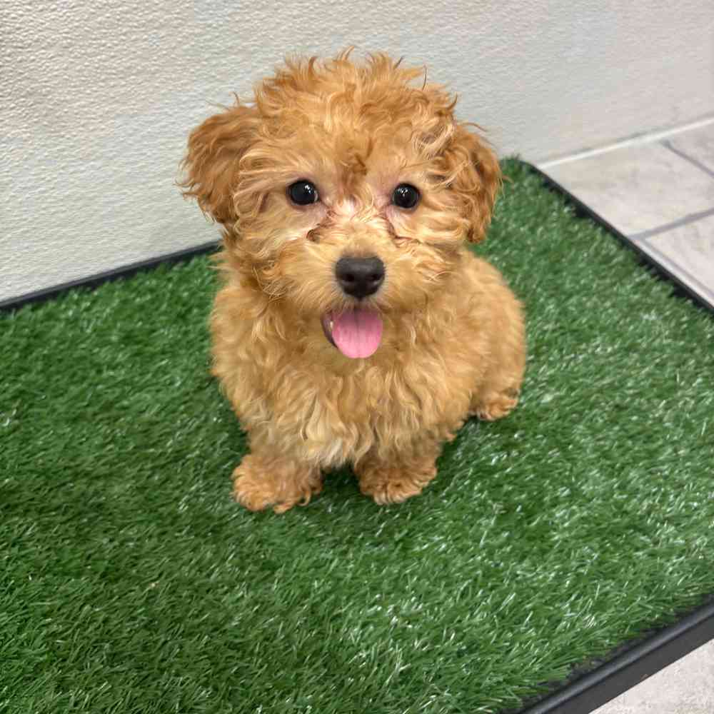 Female Cockapoo puppy named Erica for sale at Puppy Dreams - Wichita West.