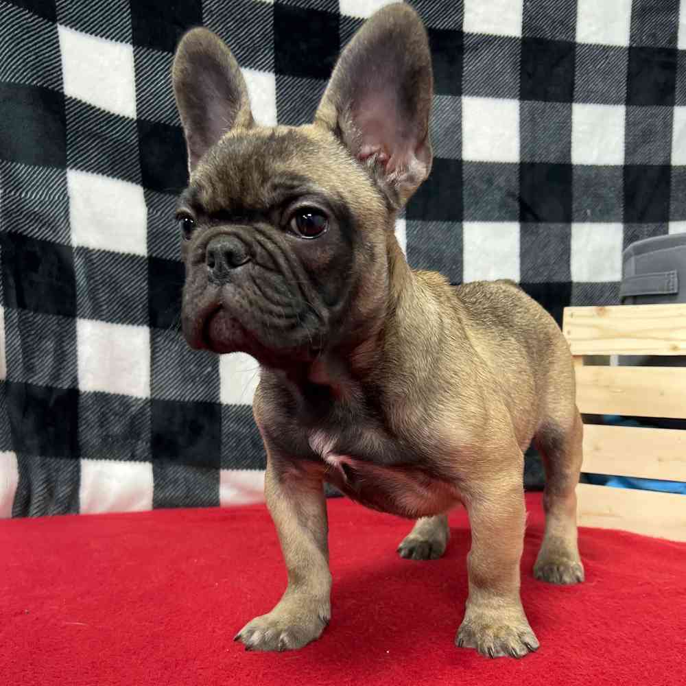 Male French Bulldog puppy named Drew for sale at Puppy Dreams - Junction City.