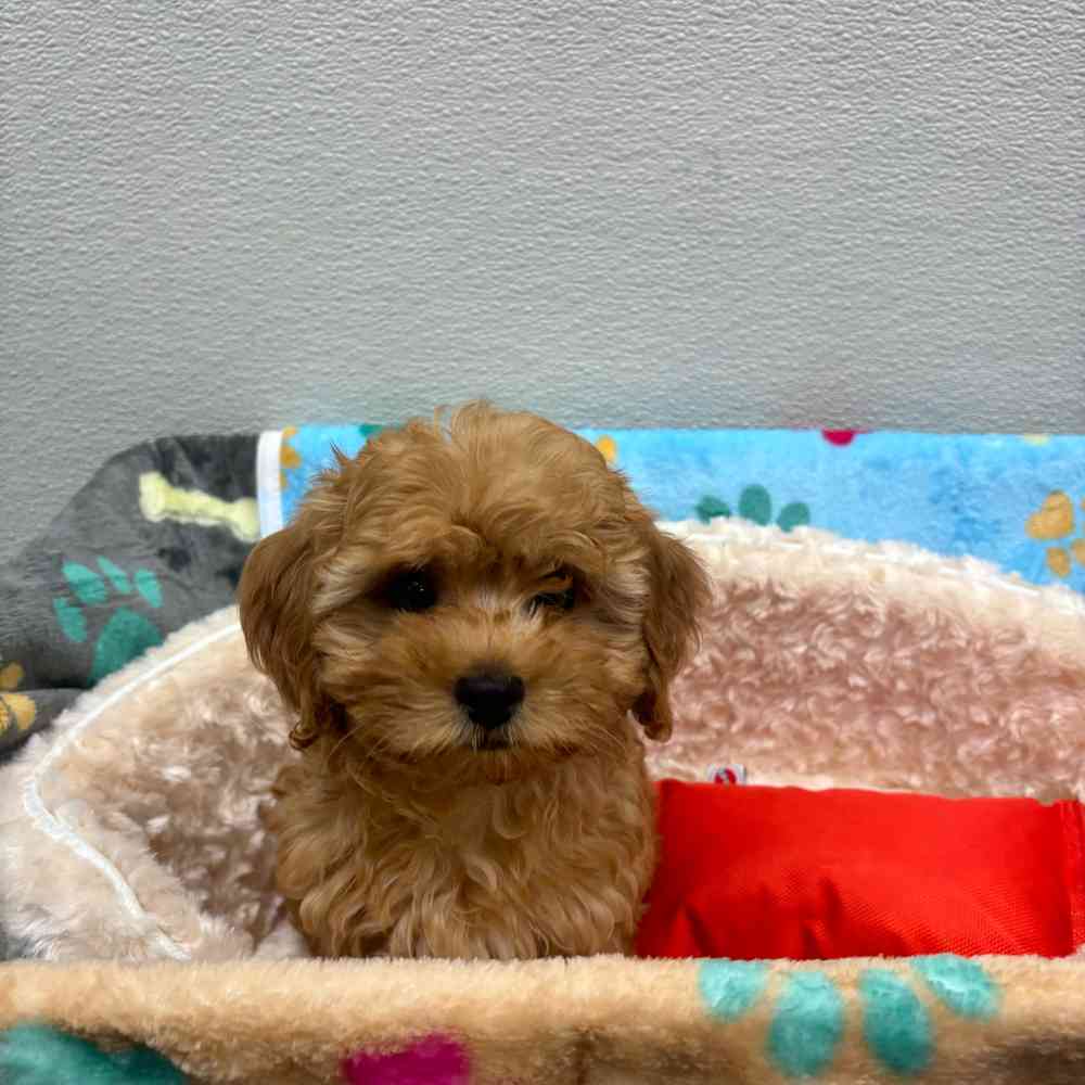 Female Cavapoo puppy named Joann for sale at Puppy Dreams - Wichita West.
