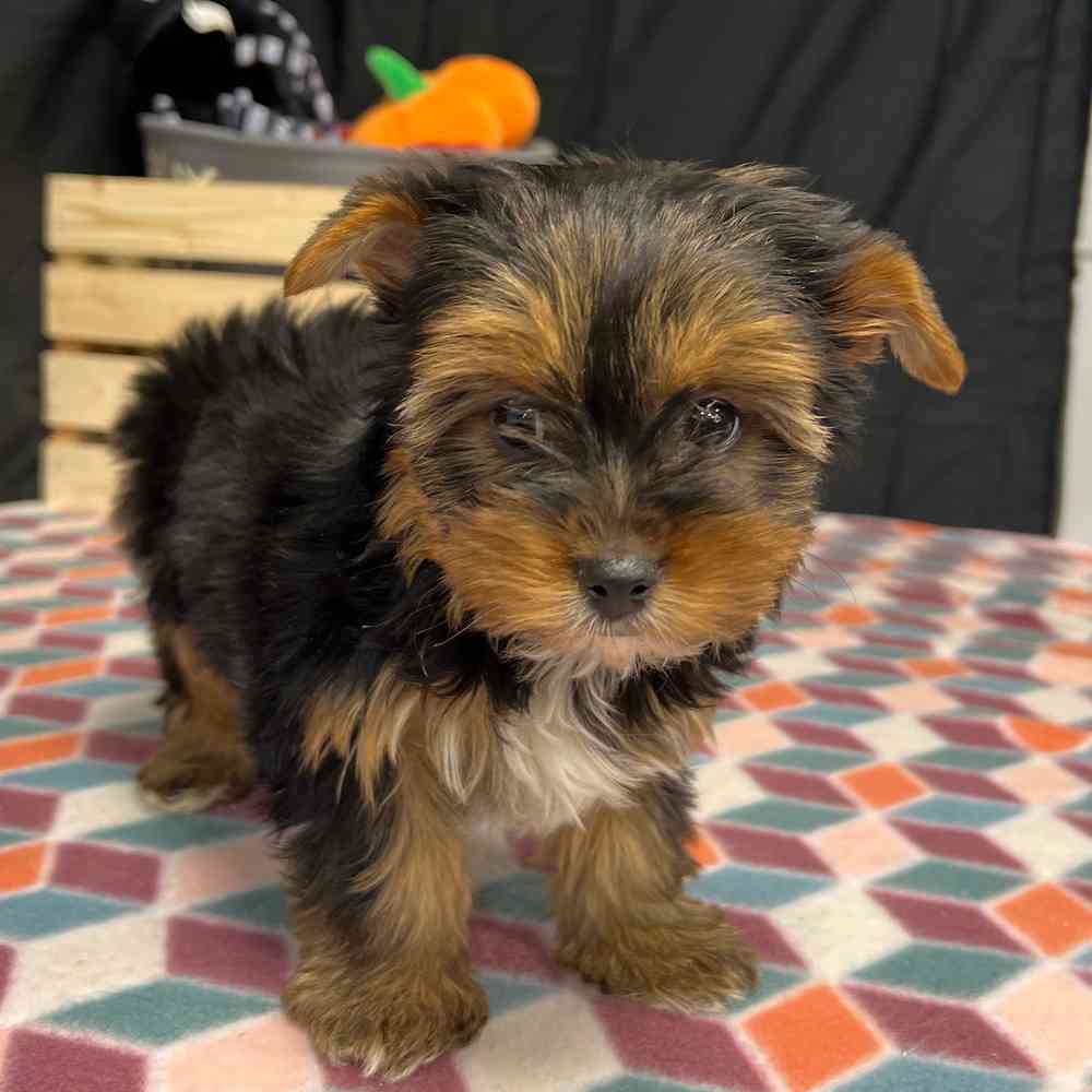 Female Yorkie puppy named Maisy for sale at Puppy Dreams - Junction City.