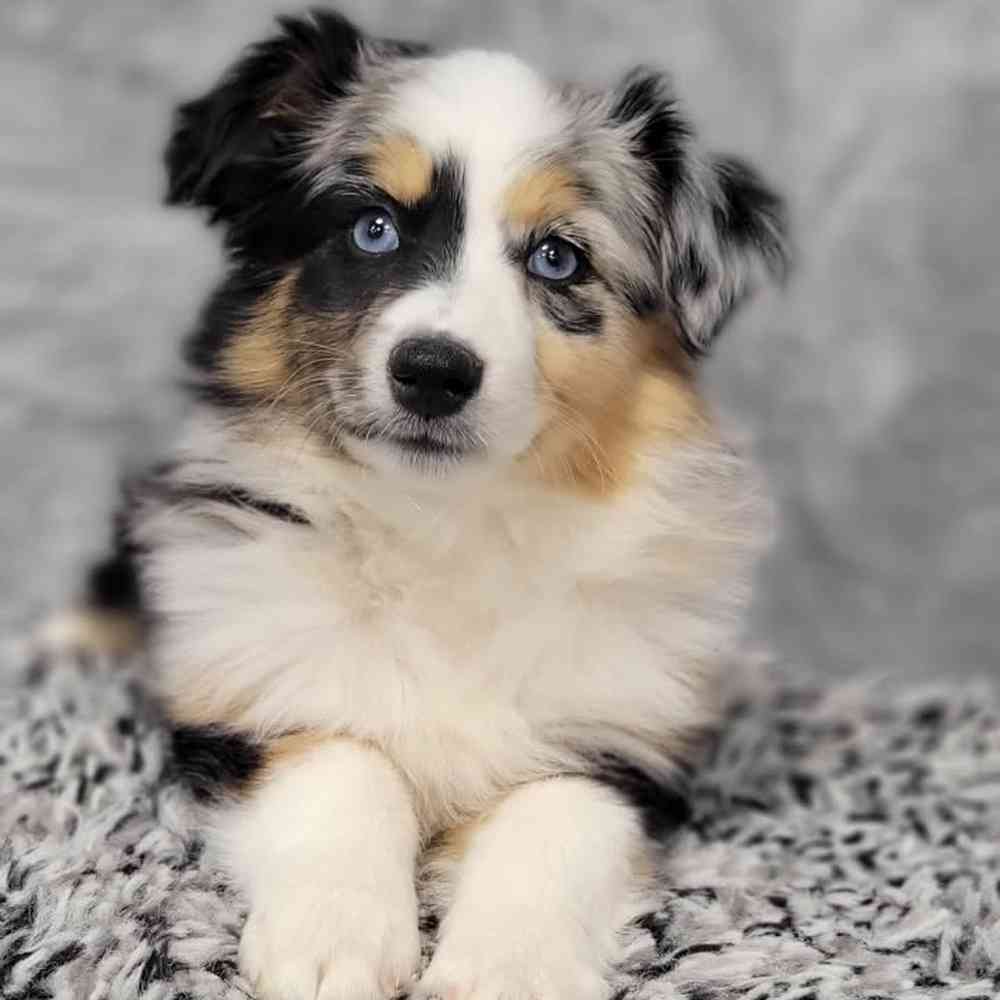 Female Mini Aussie puppy named Lilly for sale at Puppy Dreams - Junction City.