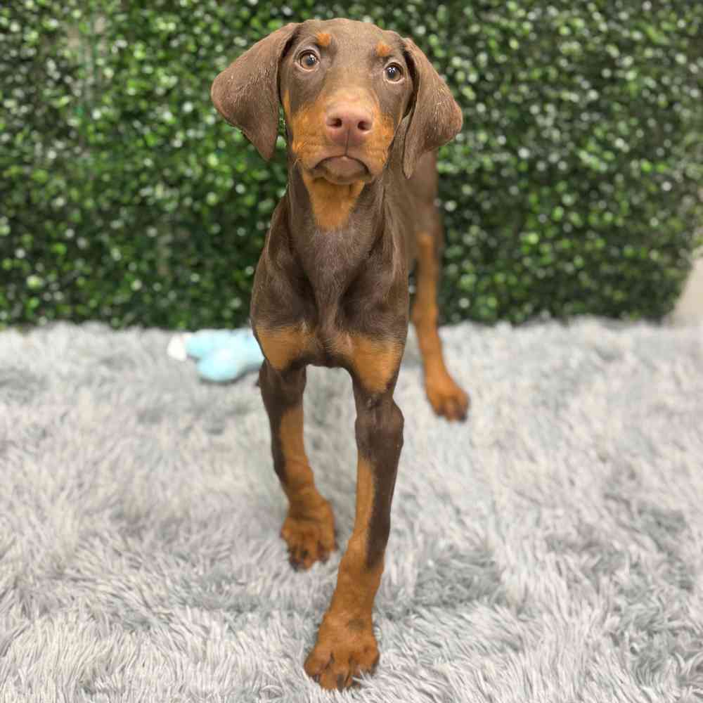 Female Doberman Pinscher puppy named Elaine for sale at Puppy Dreams - Wichita West.