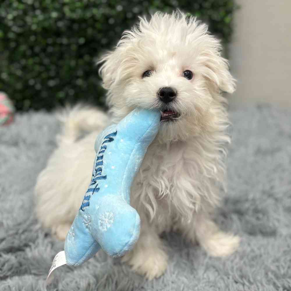 Male Maltese puppy named Todd for sale at Puppy Dreams - Wichita West.