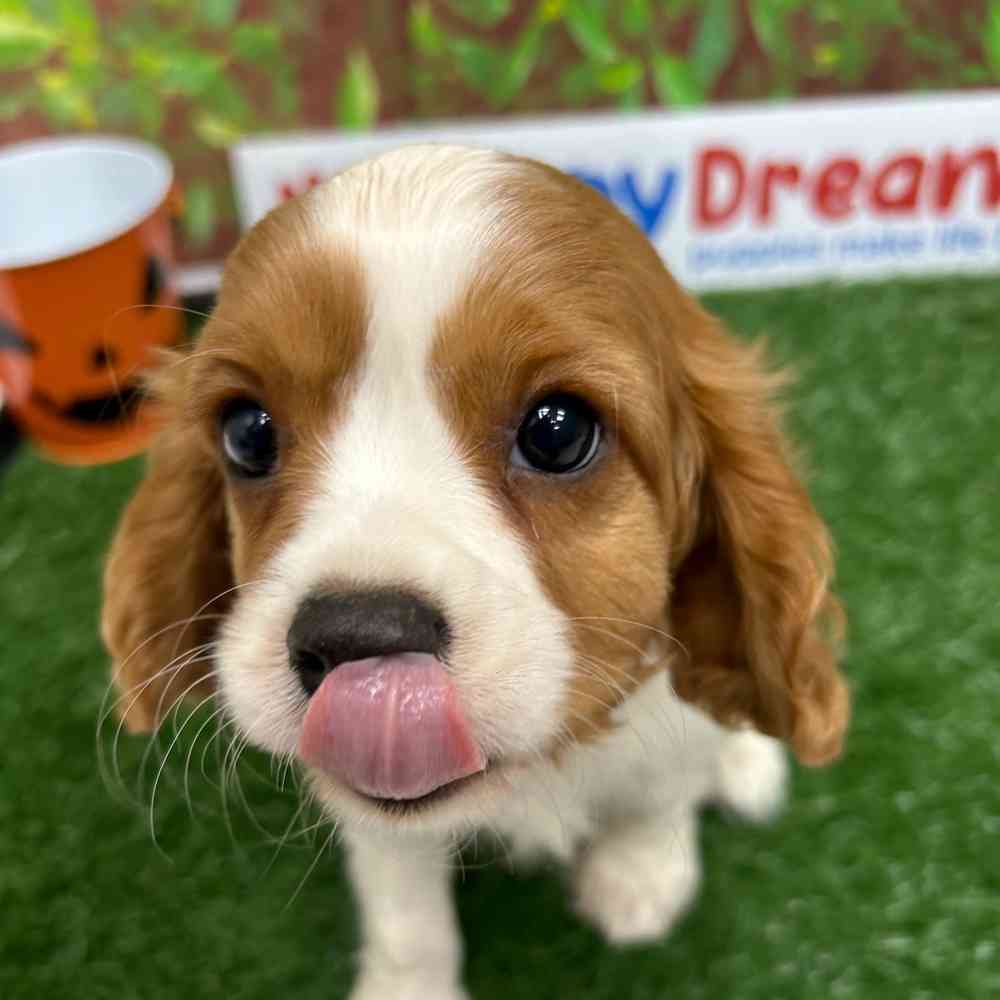 Female Cavalier King Charles Spaniel puppy named Sadie for sale at Puppy Dreams - Wichita West.