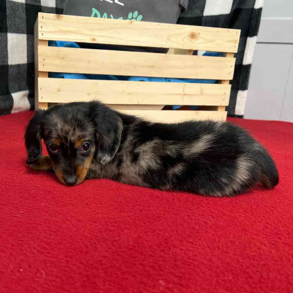 Female Dachshund puppy named Mabel for sale at Puppy Dreams - Junction City.