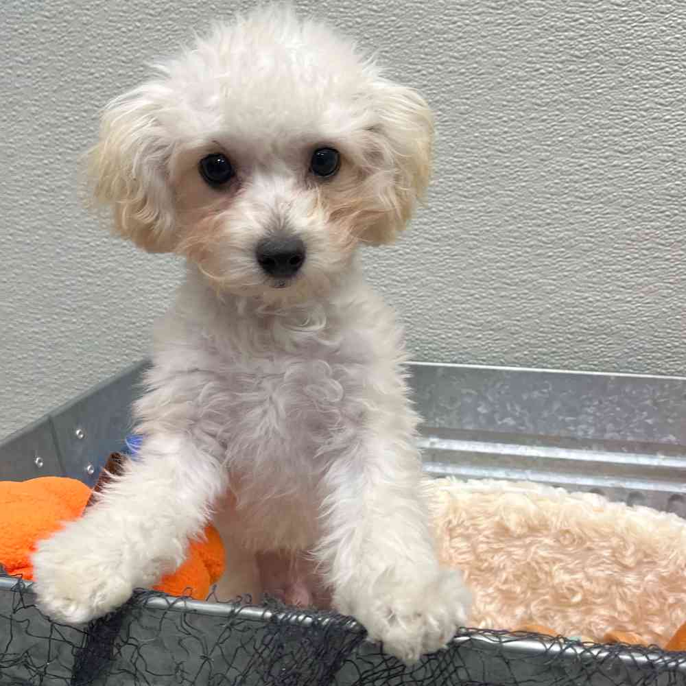 Male Maltipoo puppy named Nugget for sale at Puppy Dreams - Wichita West.