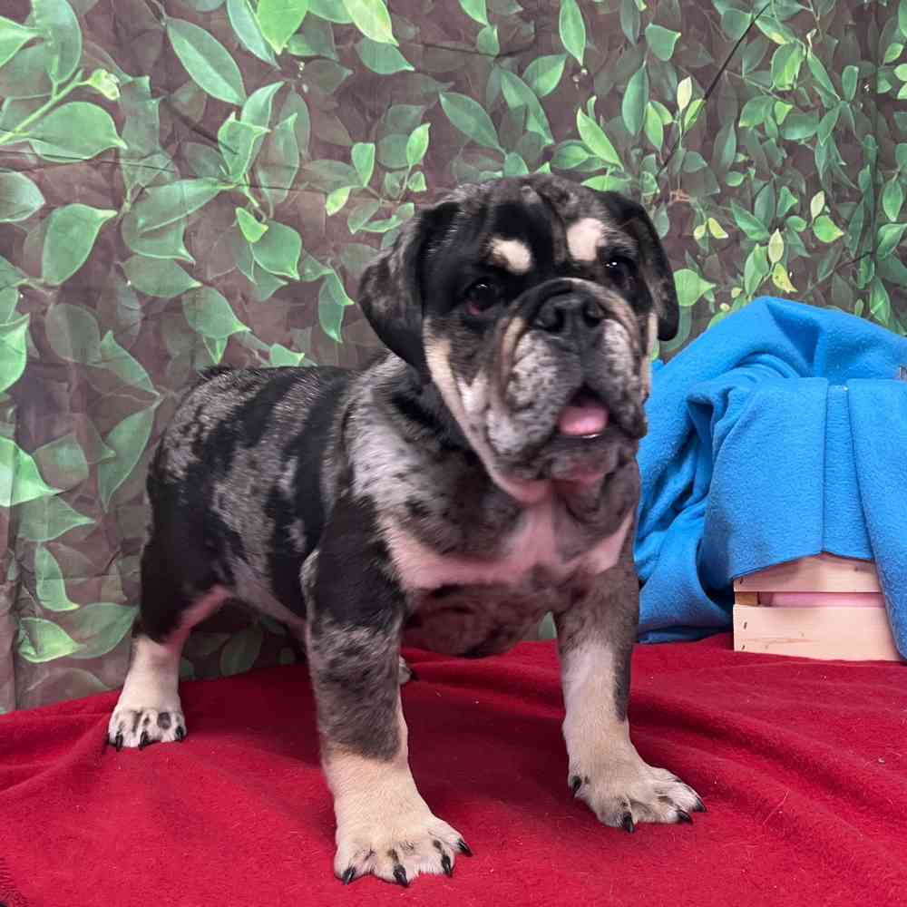 Male English Bulldog puppy named Waffles for sale at Puppy Dreams - Junction City.