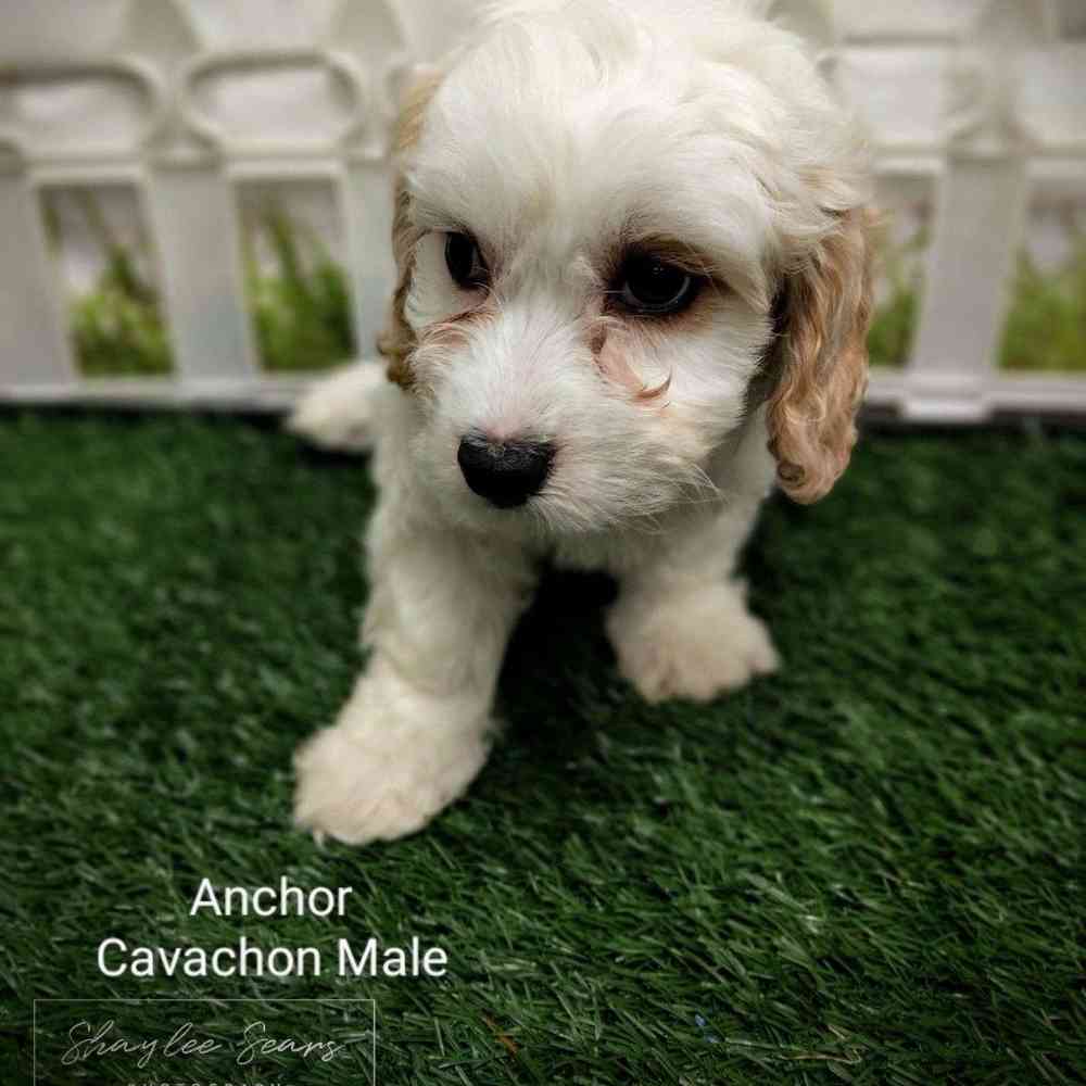 Male Cavachon puppy named Anchor for sale at Puppy Dreams - Wichita West.