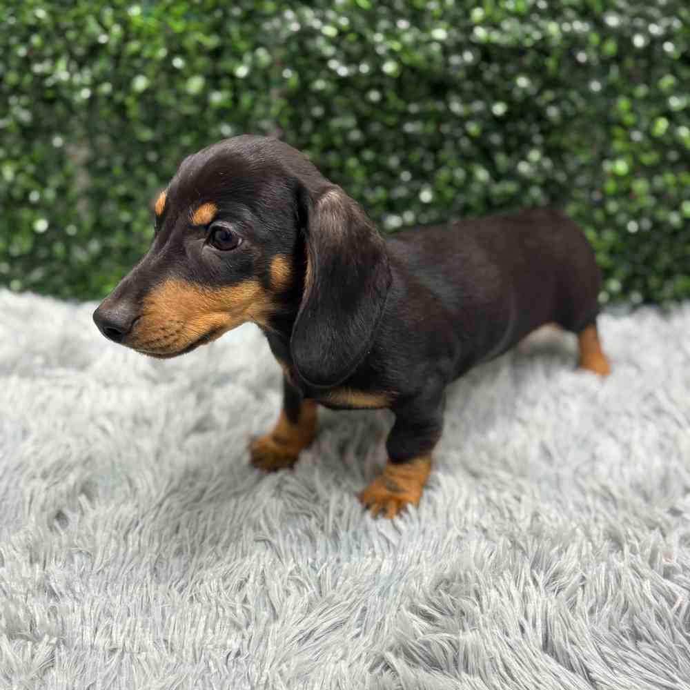 Male Dachshund puppy named Josh for sale at Puppy Dreams - Wichita West.