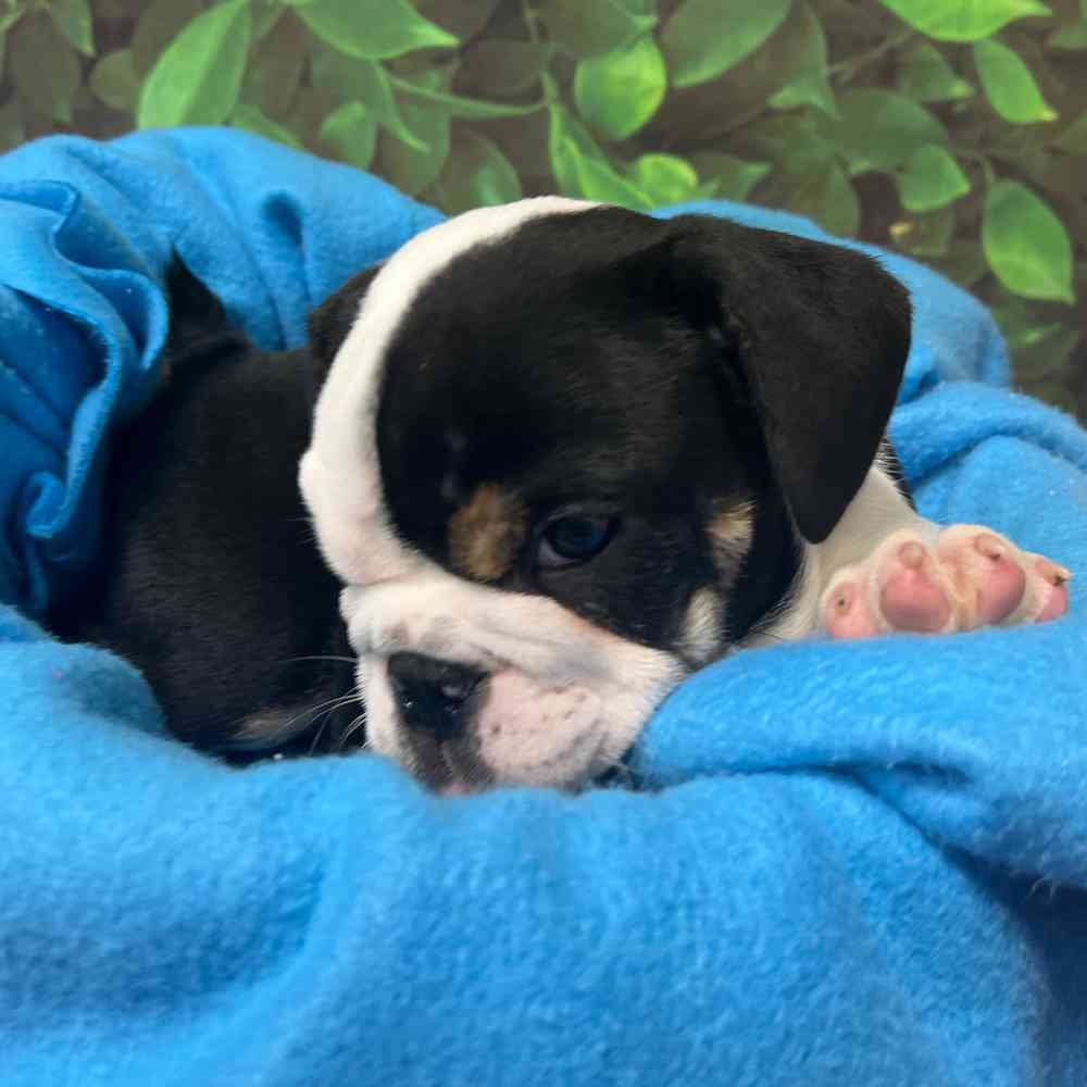Male English Bulldog puppy named Archie for sale at Puppy Dreams - Junction City.