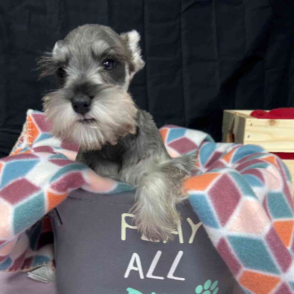 Male Mini Schnauzer puppy named Castiel for sale at Puppy Dreams - Junction City.