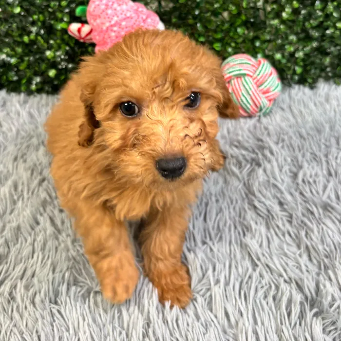 Male Mini Poodle puppy named Derek for sale at Puppy Dreams - Wichita West.