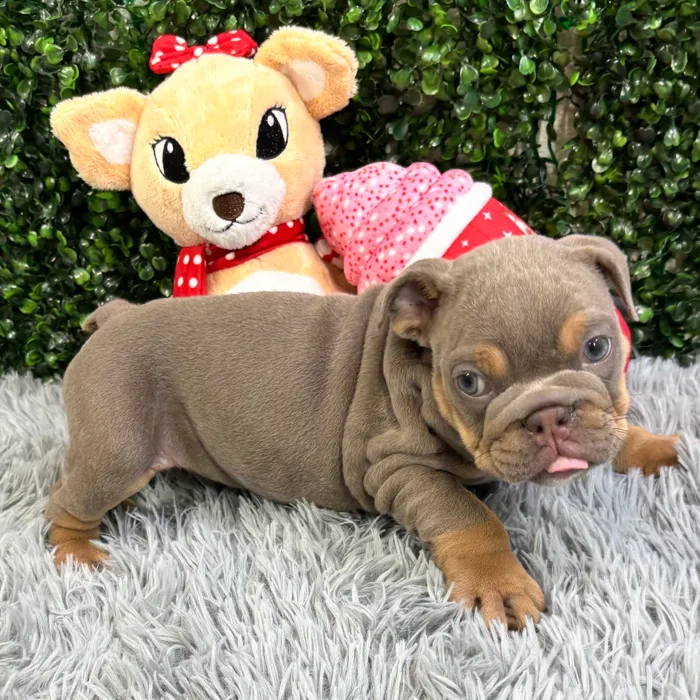 Female English Bulldog puppy named Dior for sale at Puppy Dreams - Junction City.