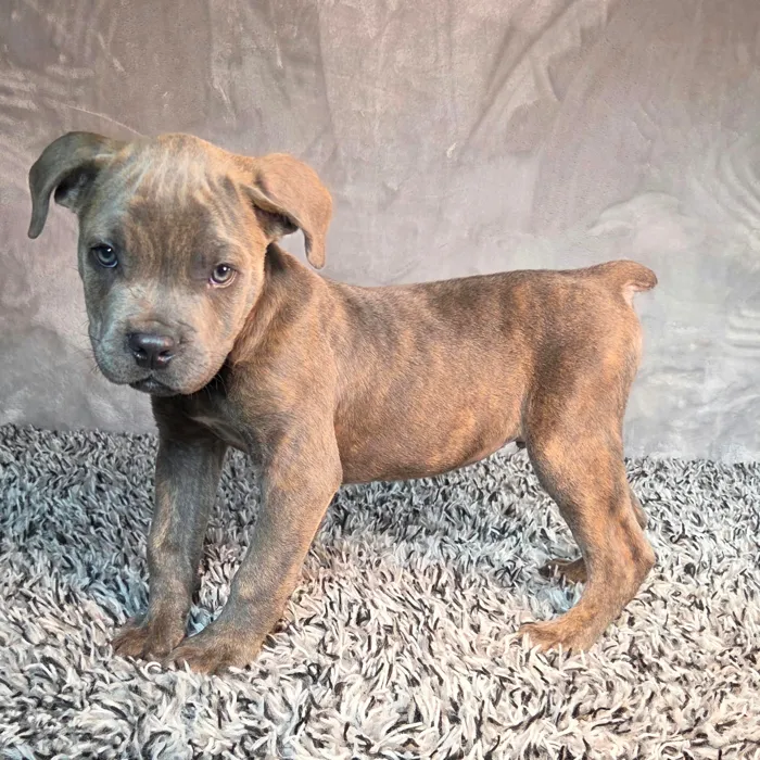 Male Cane Corso puppy named Jason for sale at Puppy Dreams - Junction City.