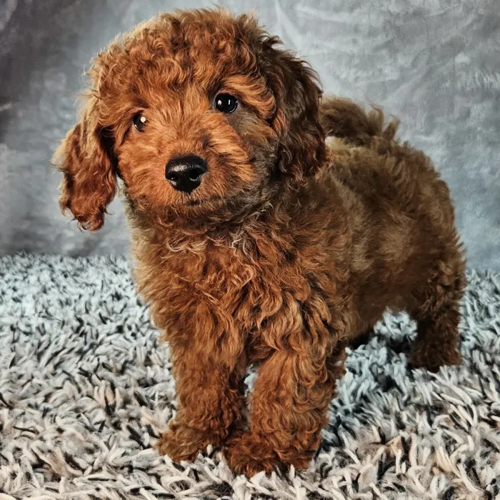 Male Mini Goldendoodle puppy named Oscar for sale at Puppy Dreams - Junction City.